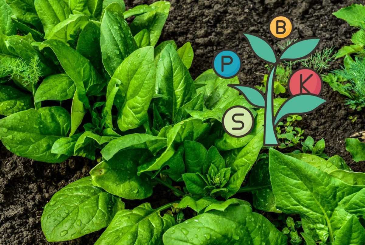 Nutrientes-plantas-verdes