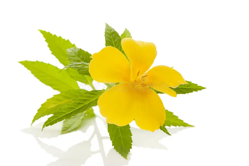 flor de damiana